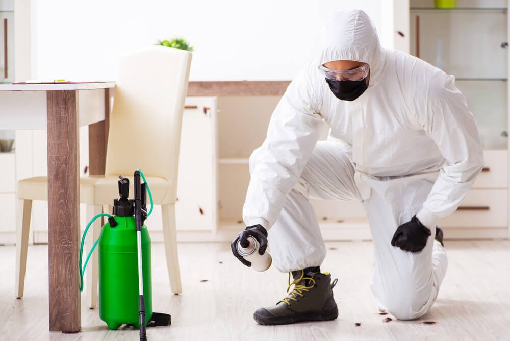 insecticide maison